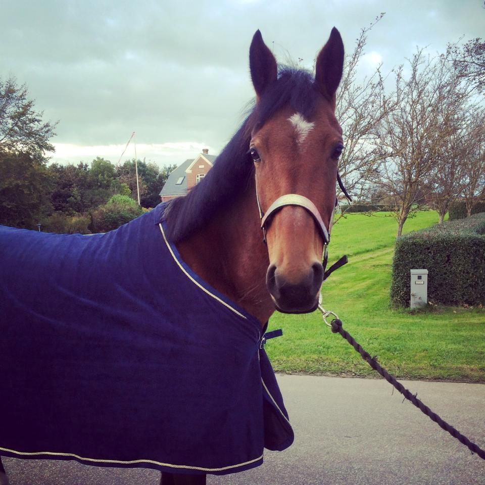 DSP Shamrocks Massa E. Cozzile  billede 17