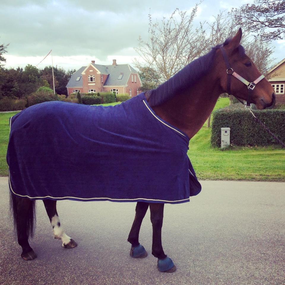 DSP Shamrocks Massa E. Cozzile  billede 18