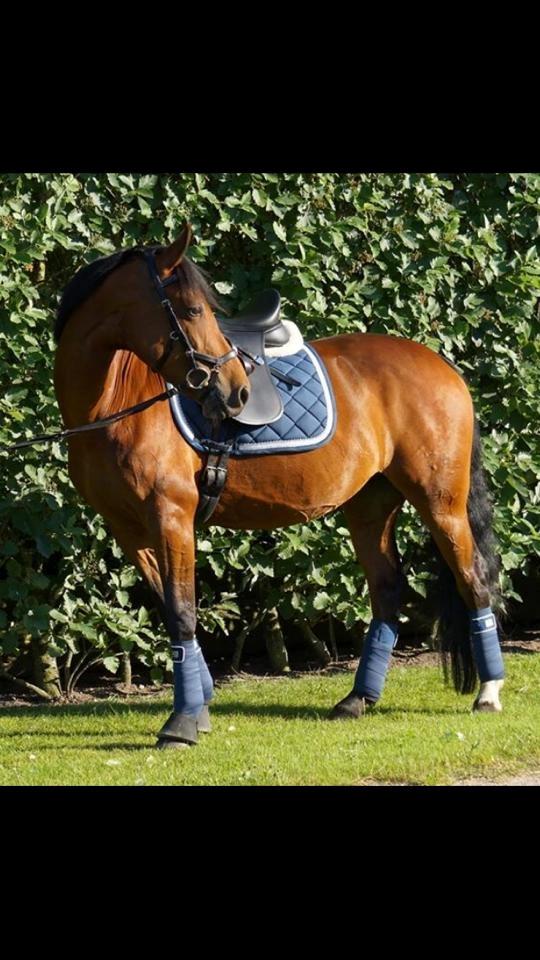 DSP Shamrocks Massa E. Cozzile  billede 1