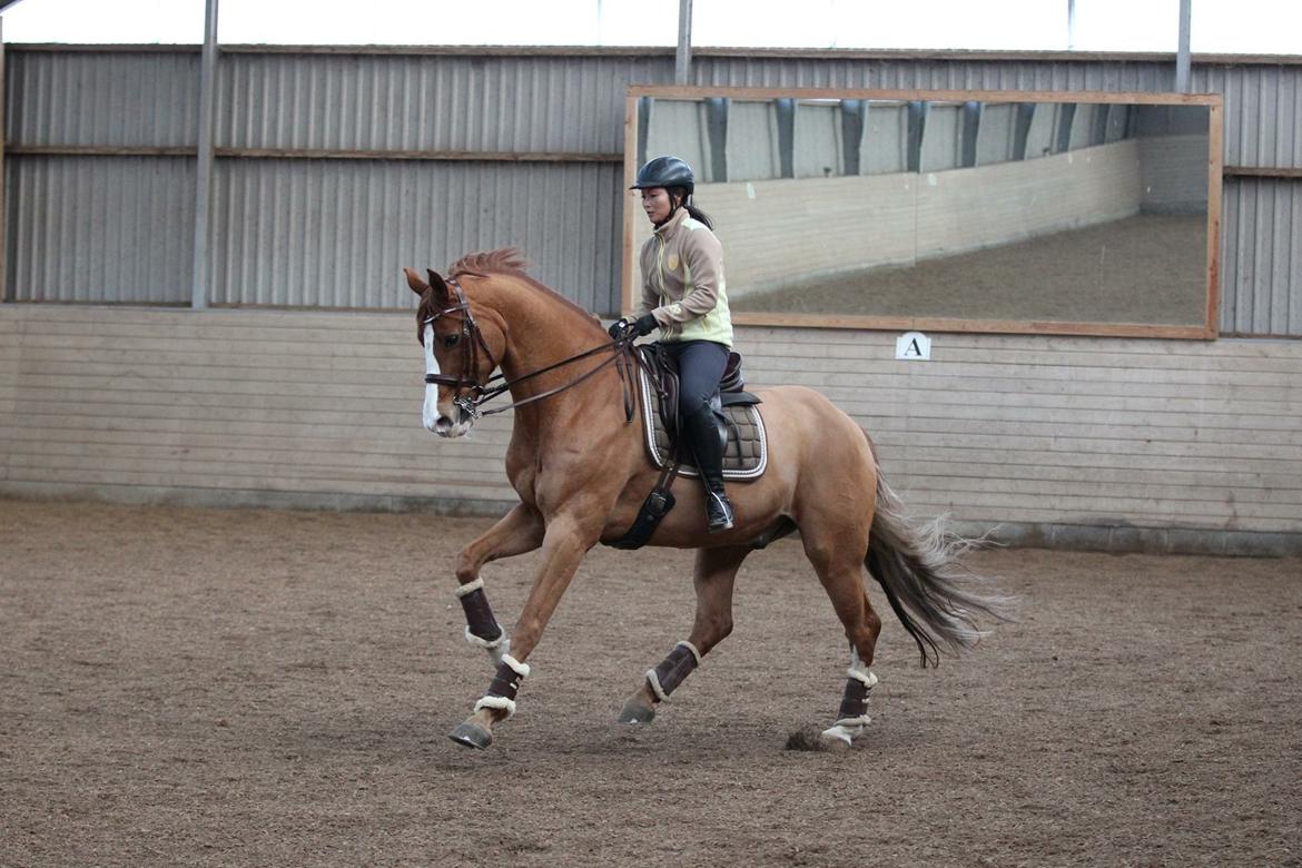 Dansk Varmblod Rynkebys Gabore billede 4