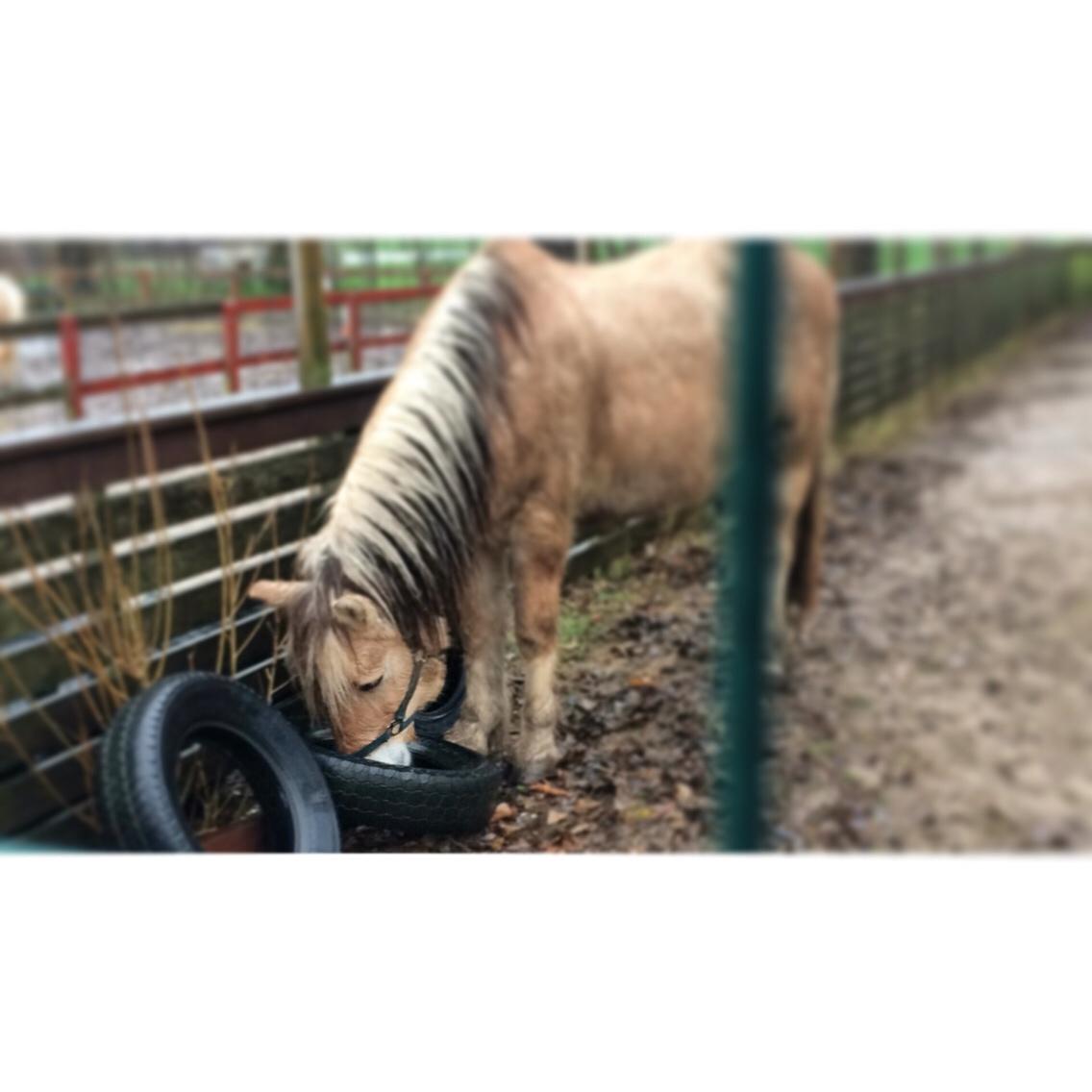 Fjordhest FJORDHEST EDDIE billede 9