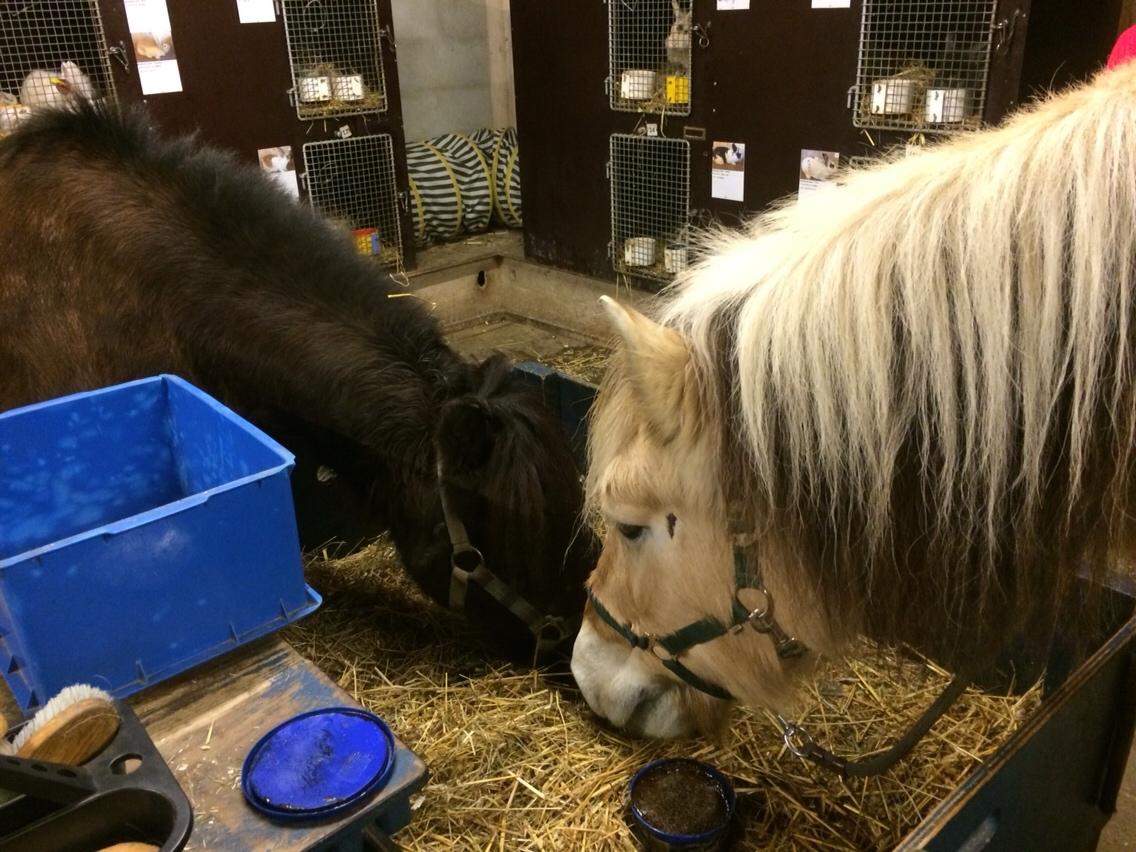 Fjordhest FJORDHEST EDDIE billede 11