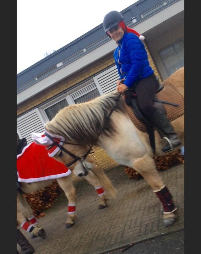 Fjordhest FJORDHEST EDDIE billede 14