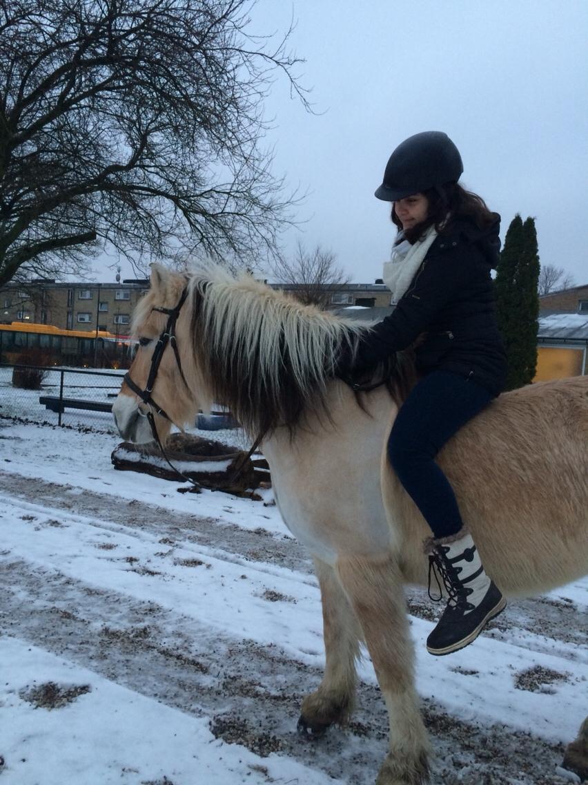 Fjordhest FJORDHEST EDDIE billede 15