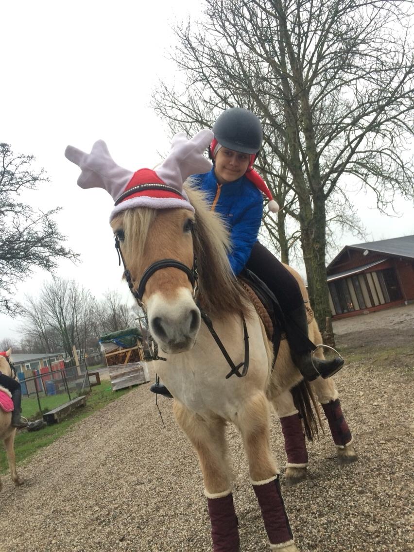 Fjordhest FJORDHEST EDDIE billede 12