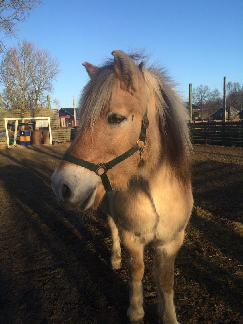 Fjordhest FJORDHEST EDDIE billede 17