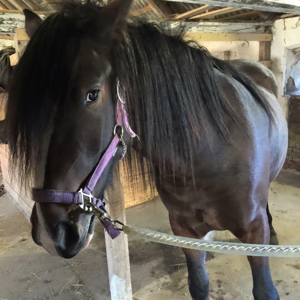 Anden særlig race Kessler billede 4