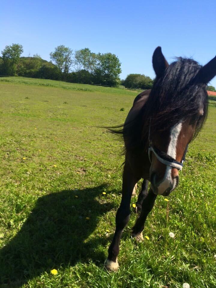 Anden særlig race Kessler billede 5