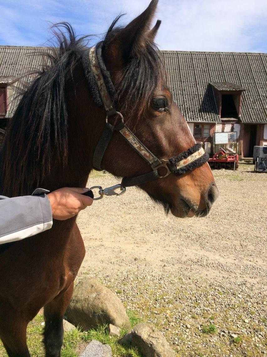 Anden særlig race Kessler billede 7