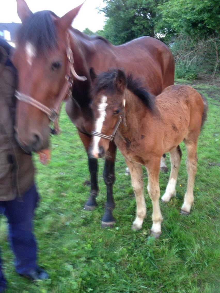 Anden særlig race Kessler billede 6