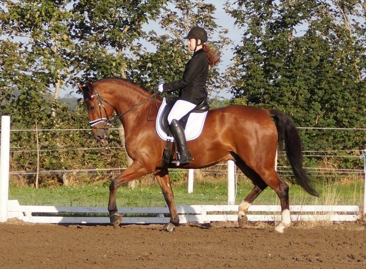 Dansk Varmblod Westergaardens Lucky Star billede 1