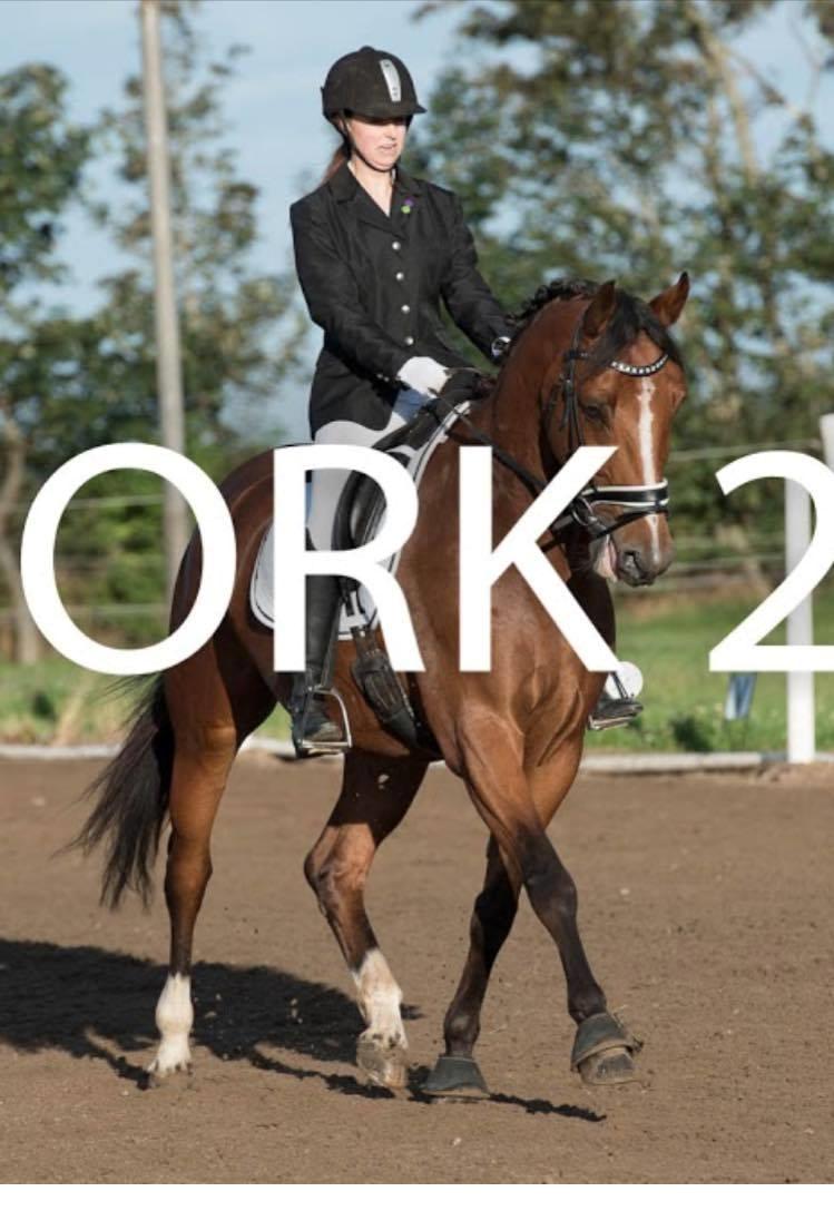 Dansk Varmblod Westergaardens Lucky Star billede 18