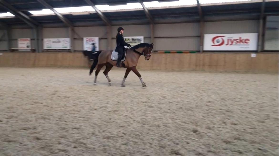 Dansk Varmblod Westergaardens Lucky Star billede 17