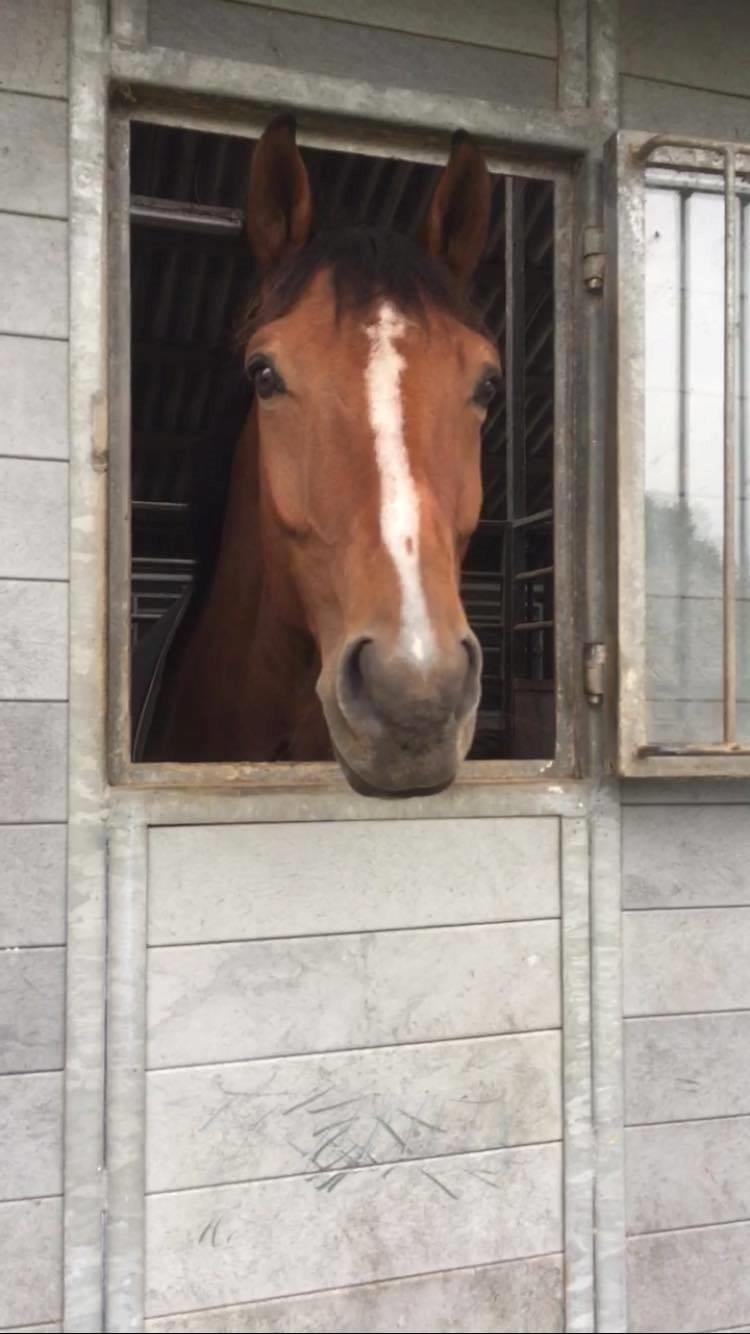 Dansk Varmblod Westergaardens Lucky Star billede 19