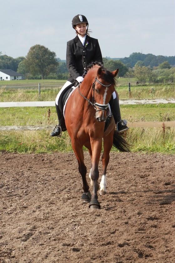 Dansk Varmblod Westergaardens Lucky Star billede 20