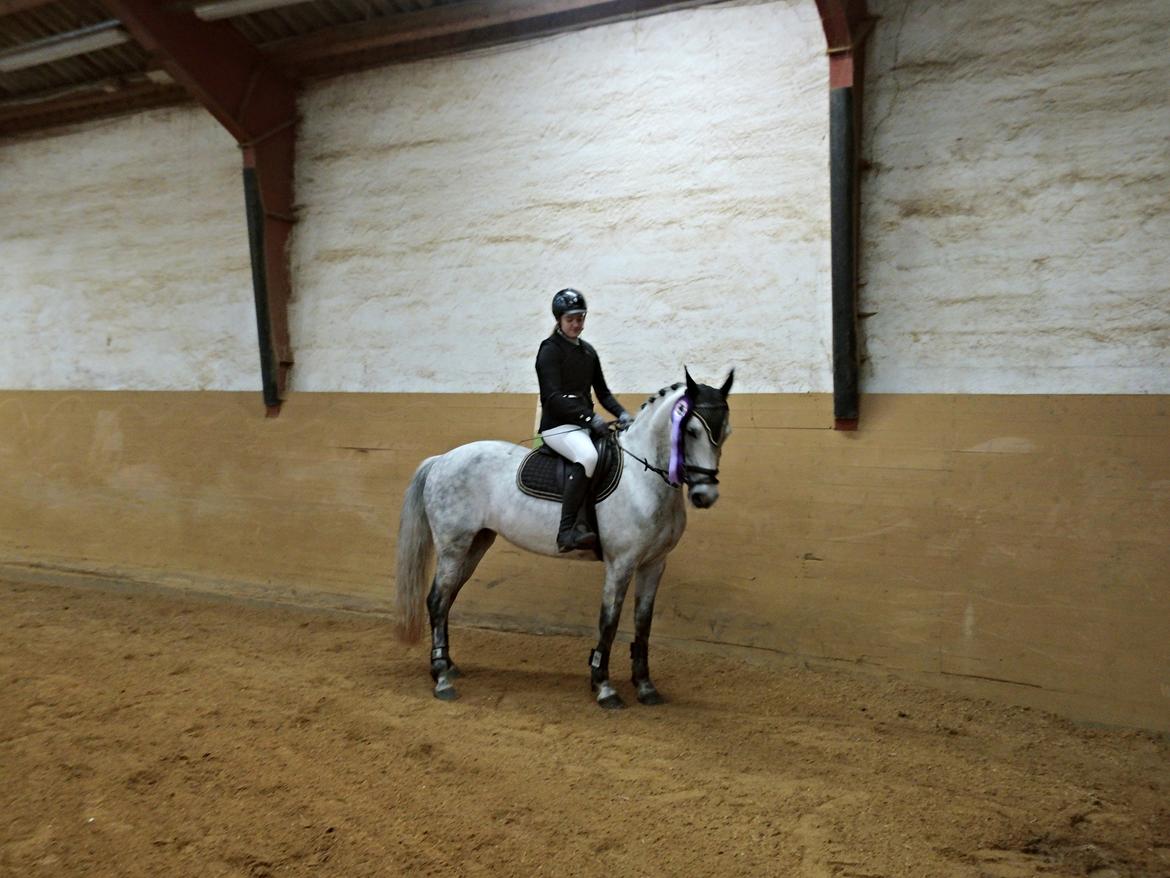 Anden særlig race Karisma billede 10