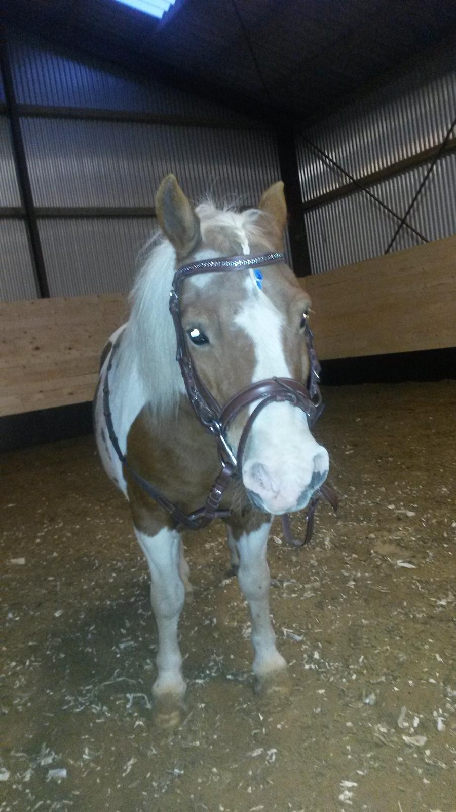 Anden særlig race morfar - Morfar med sin ny trense :-) billede 5