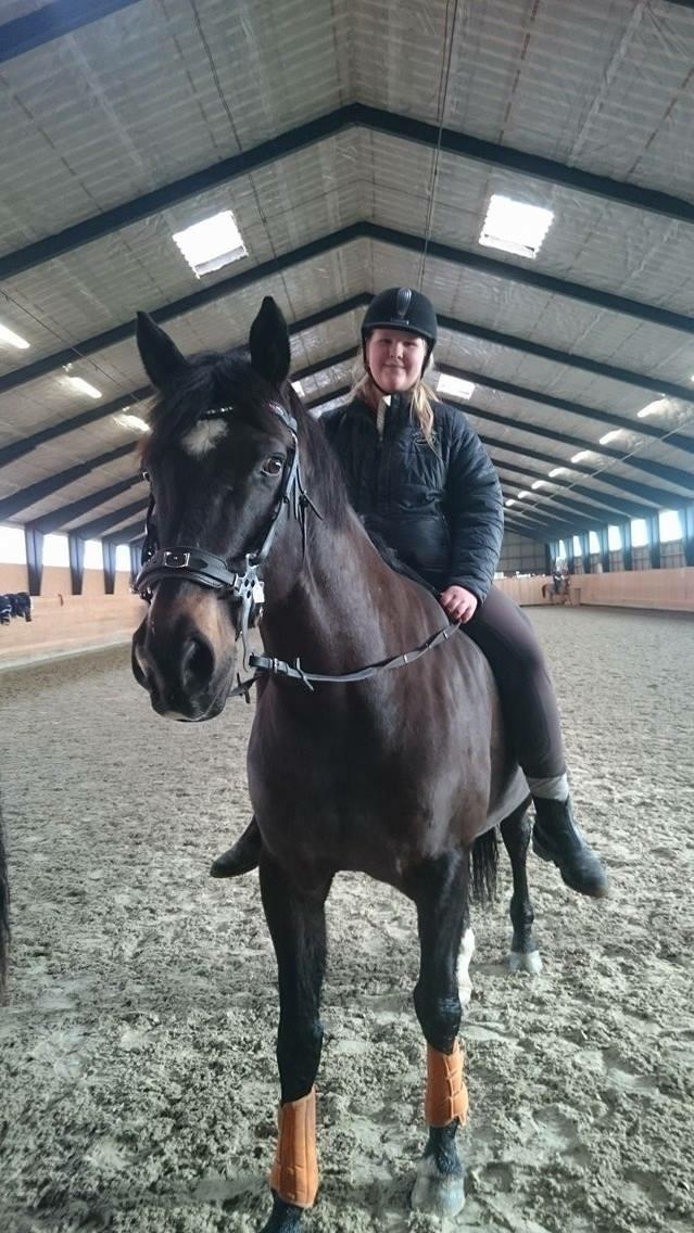 Oldenborg Another one 2 (Dundee) - første gang i hackemore billede 4