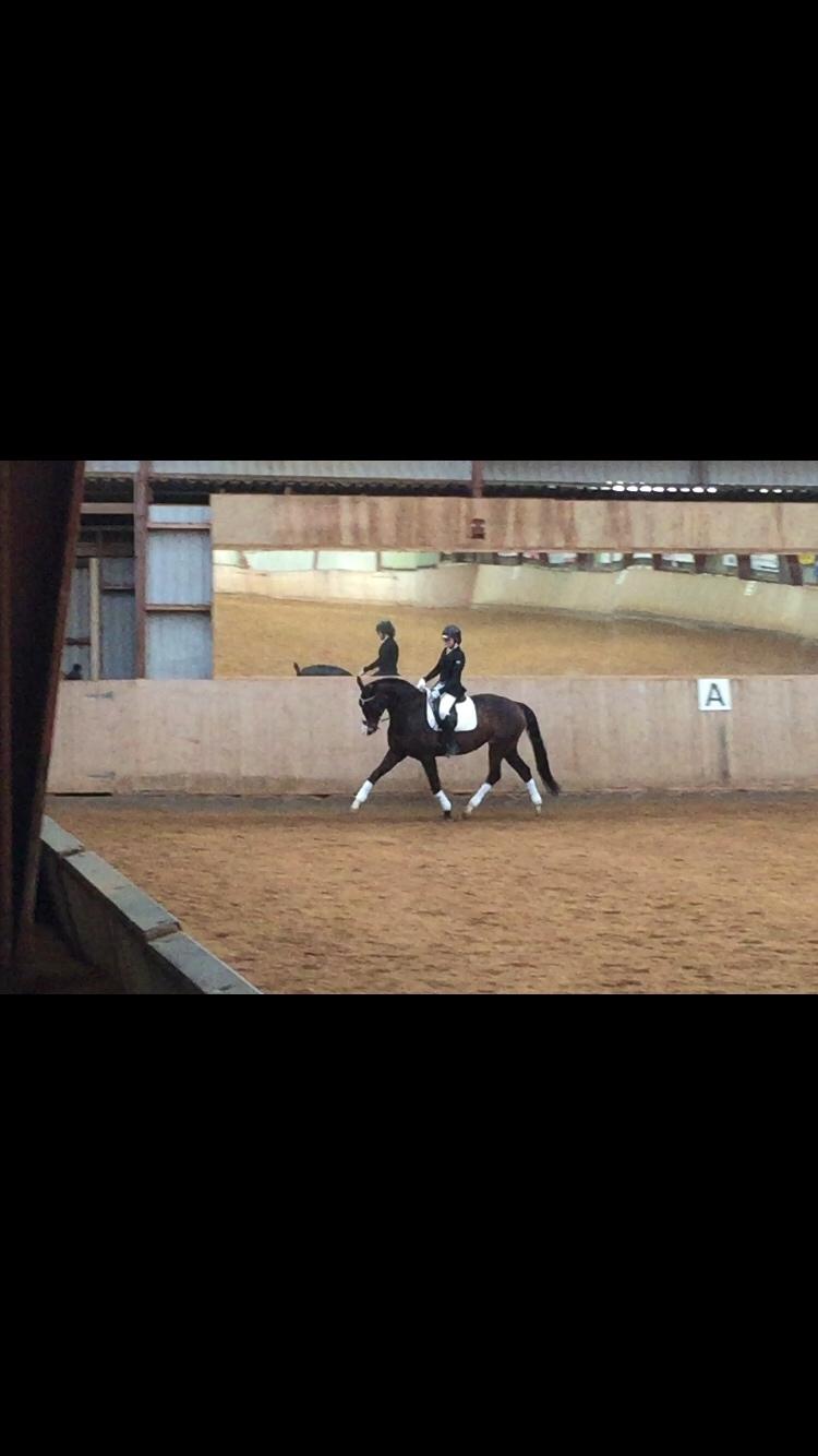 Tysk Varmblod A'kayzia billede 7