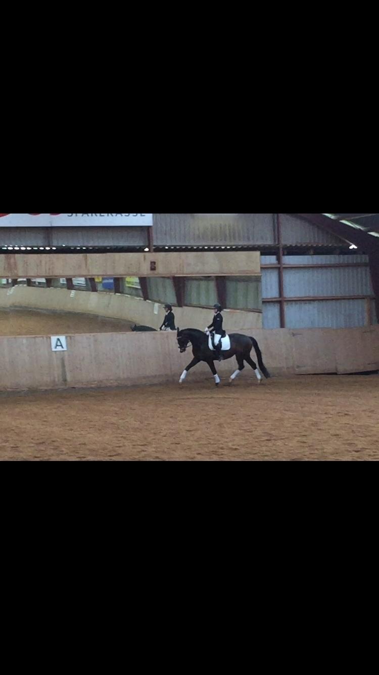 Tysk Varmblod A'kayzia billede 8