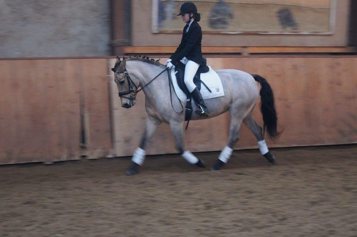 Hollandsk Sportspony Valerie billede 5