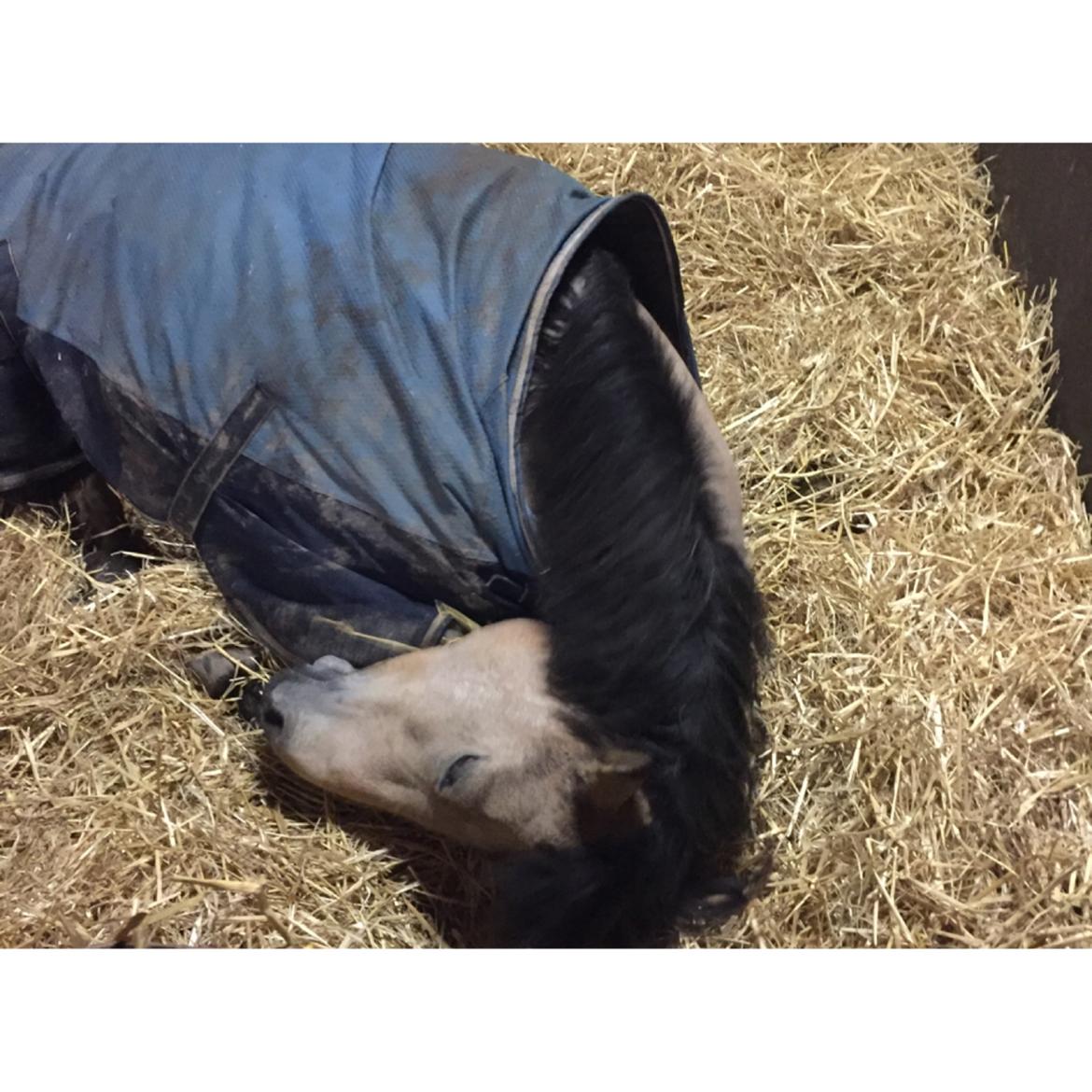 Hollandsk Sportspony Valerie billede 10