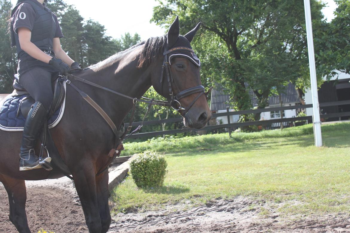 Tysk Varmblod Converta billede 4