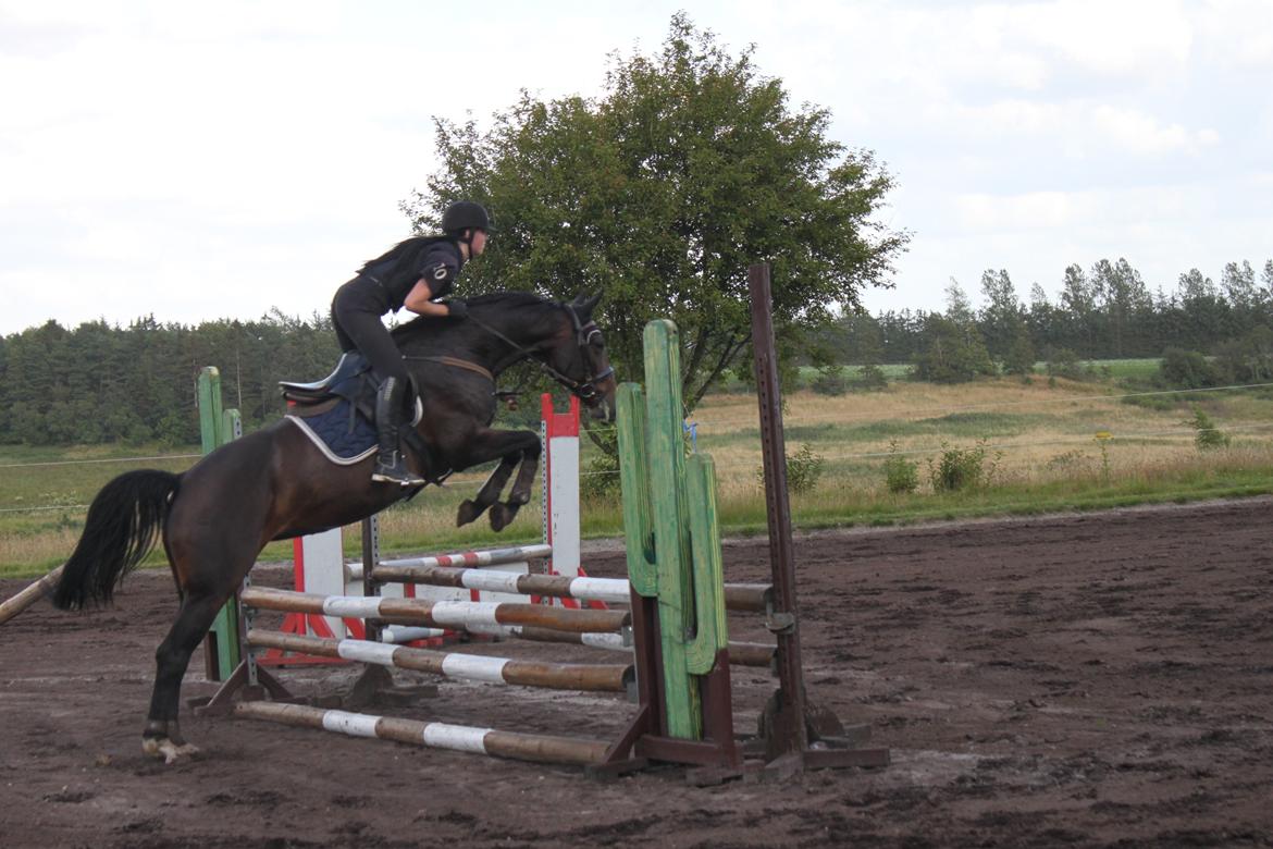 Tysk Varmblod Converta billede 2