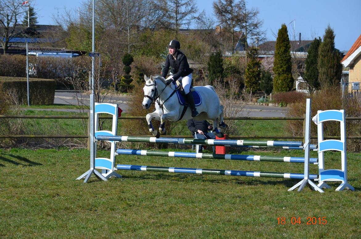 Connemara Paradisets jolene - CNCP90 2015 billede 7