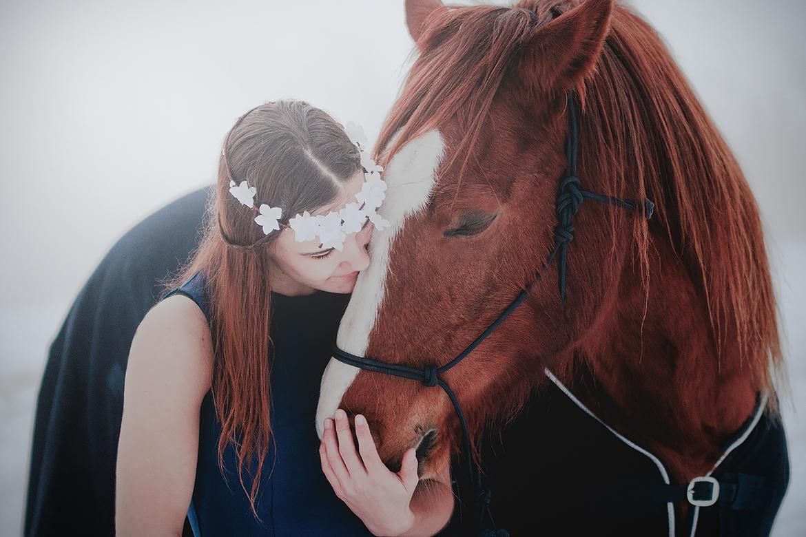 Welsh Cob (sec D) H-S Charles billede 1