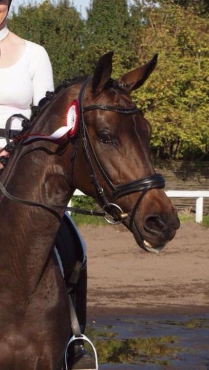 Dansk Varmblod Fiona Olympic billede 1