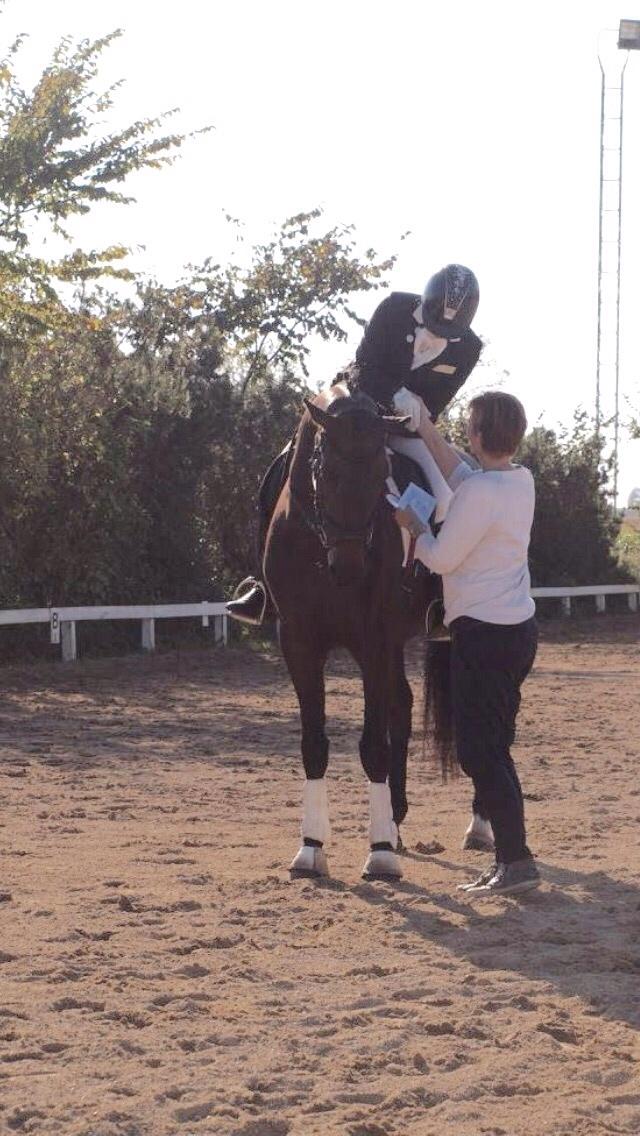 Dansk Varmblod Fiona Olympic billede 2