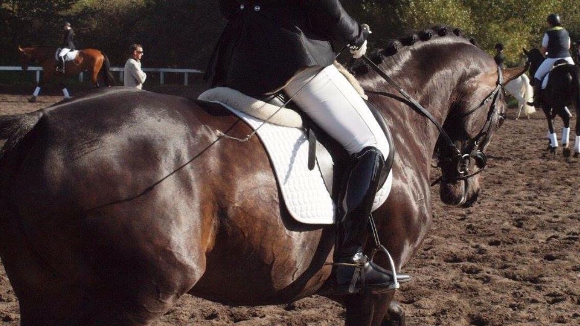 Dansk Varmblod Fiona Olympic billede 3