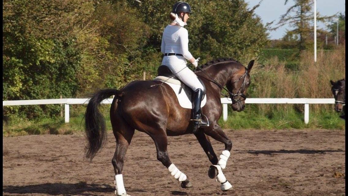 Dansk Varmblod Fiona Olympic billede 4