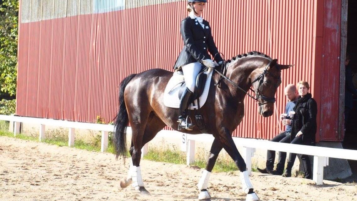 Dansk Varmblod Fiona Olympic billede 5