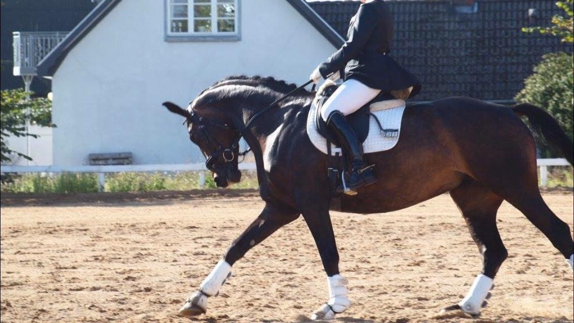 Dansk Varmblod Fiona Olympic billede 6