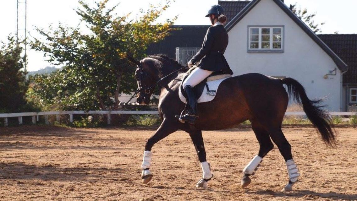 Dansk Varmblod Fiona Olympic billede 7