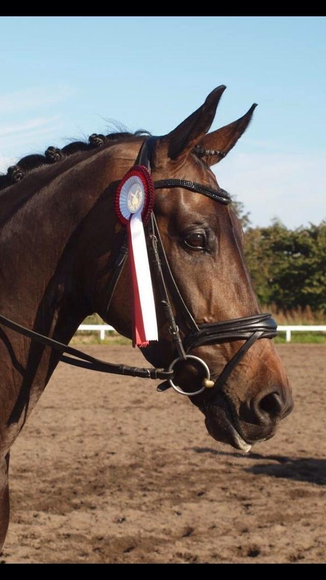 Dansk Varmblod Fiona Olympic billede 8