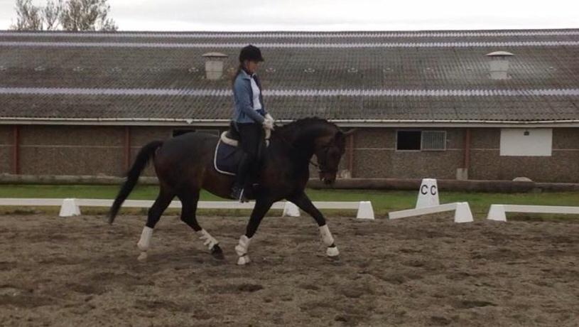 Dansk Varmblod Fiona Olympic billede 9