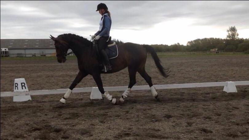 Dansk Varmblod Fiona Olympic billede 10