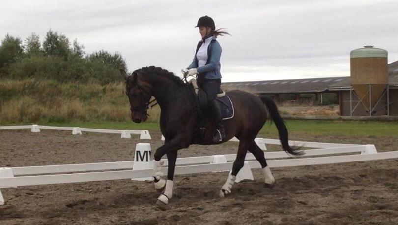 Dansk Varmblod Fiona Olympic billede 11