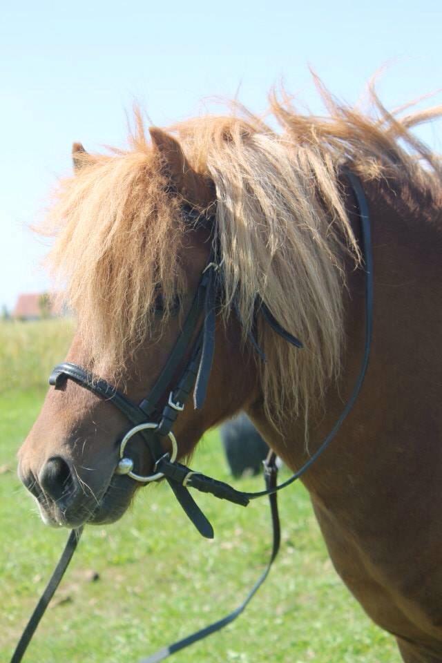 Shetlænder Hvidhein's Oliver billede 1