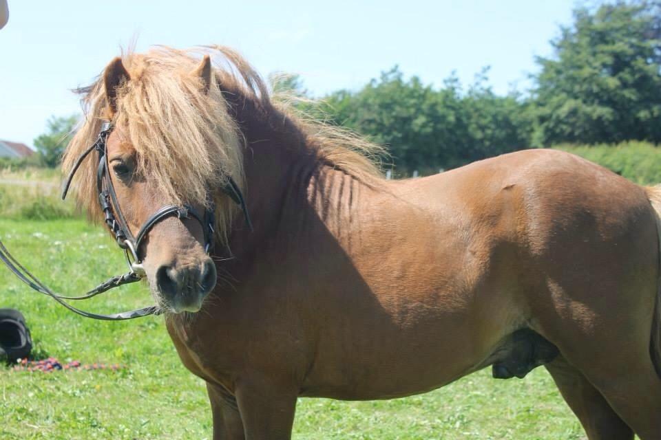 Shetlænder Hvidhein's Oliver billede 2