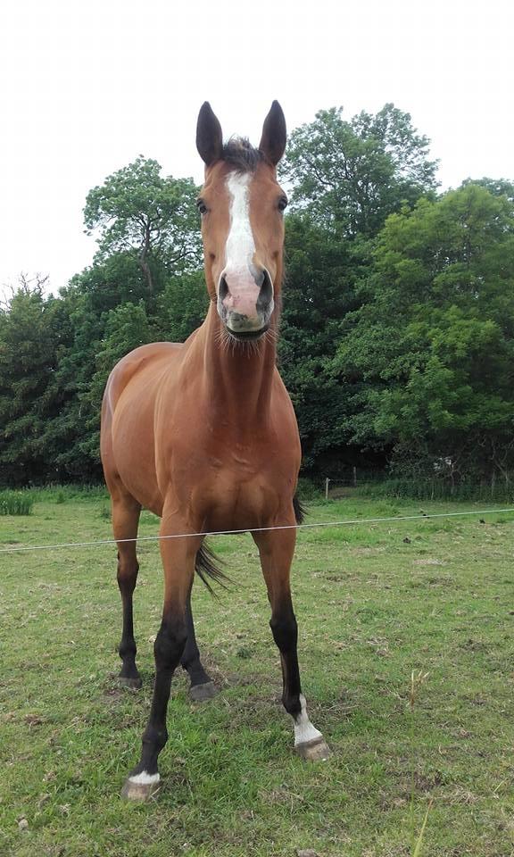 Fuldblod (XX) Final Answer (Aleksander) billede 20