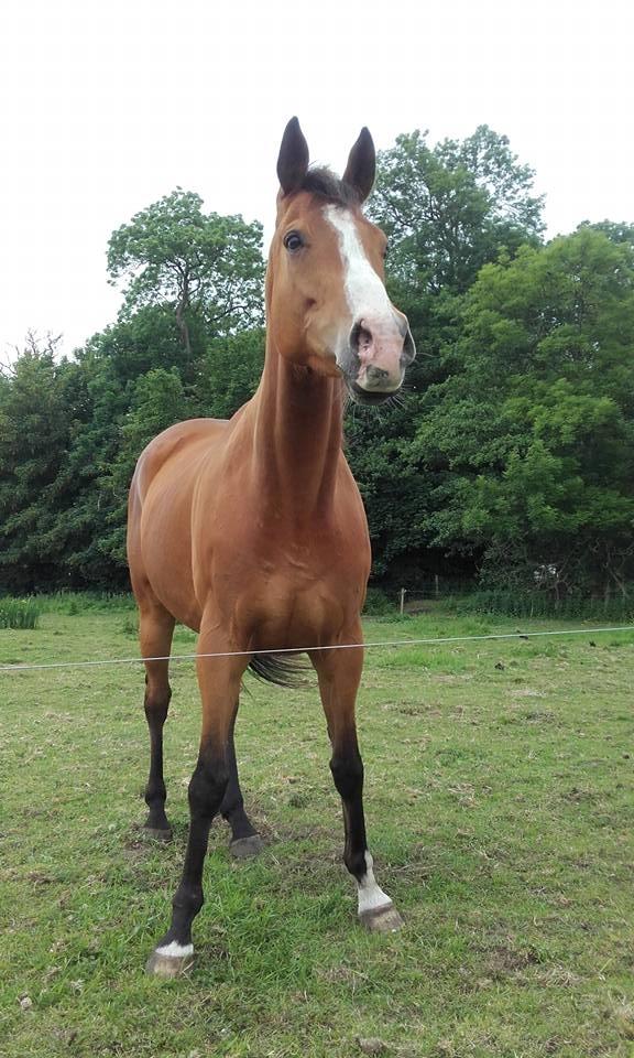 Fuldblod (XX) Final Answer (Aleksander) billede 1