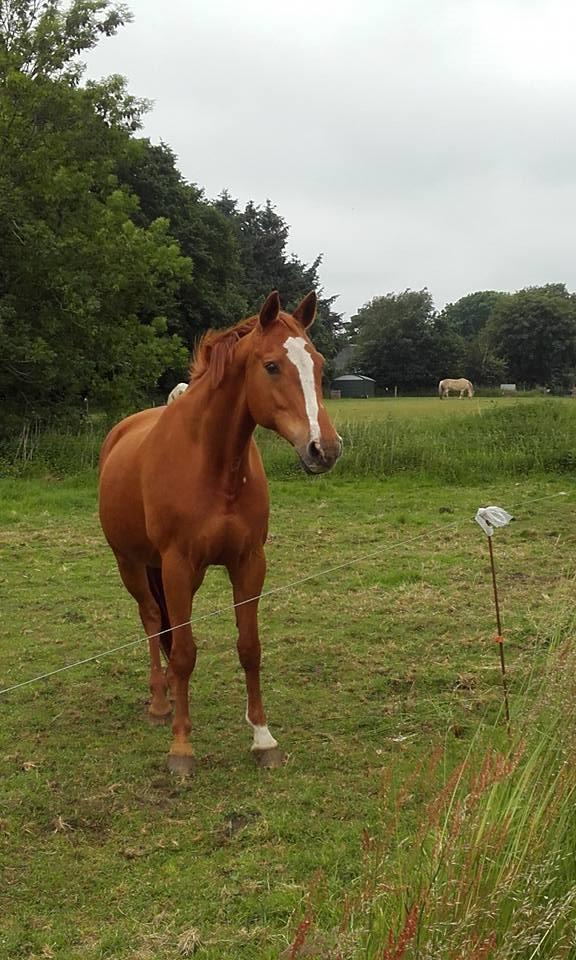 Dansk Varmblod Premira Pride * Himmelhest* <3 billede 16