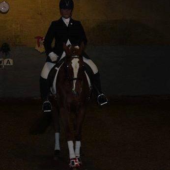 Dansk Varmblod Premira Pride * Himmelhest* <3 billede 17