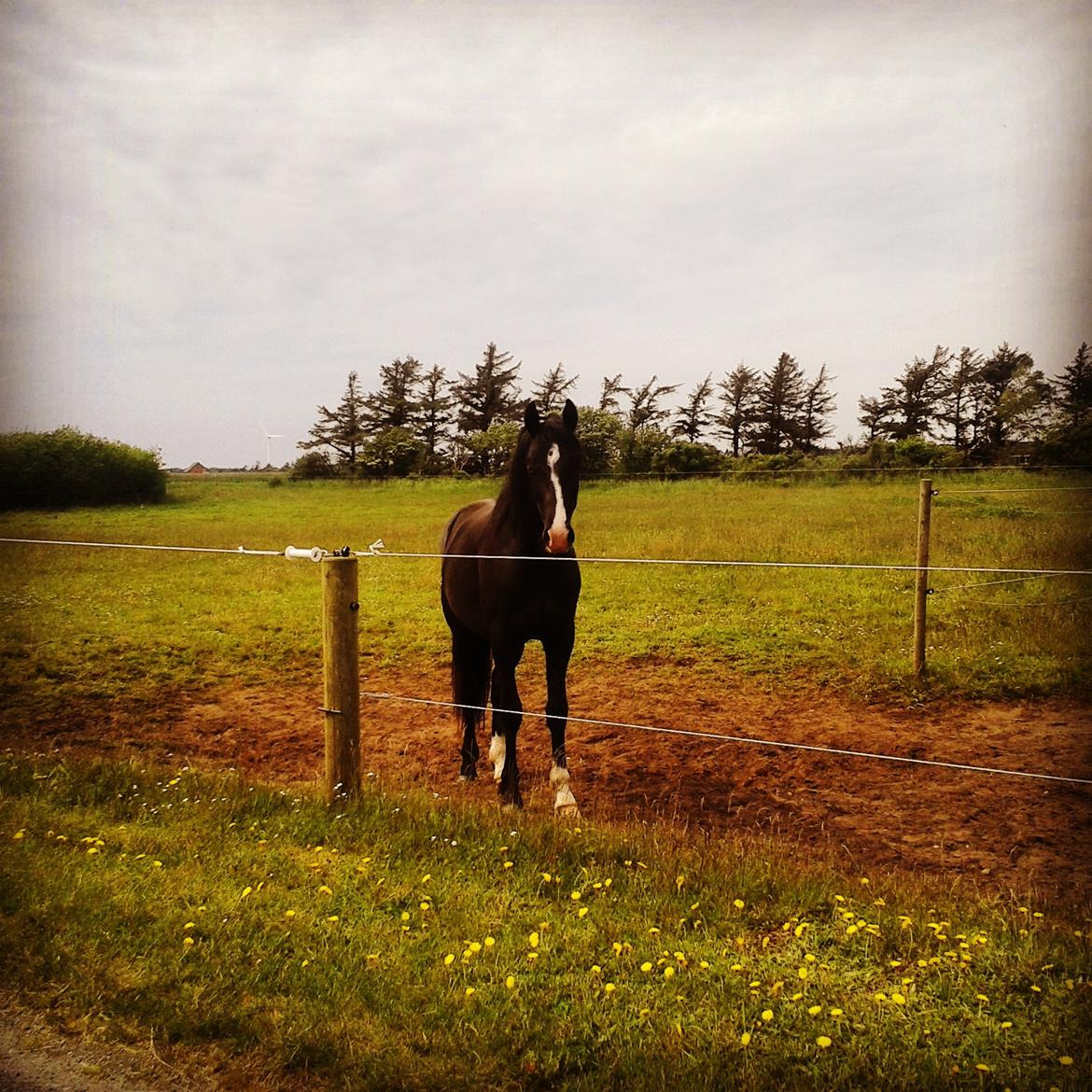 Dansk Varmblod Mosegårdens Derello "Frost" <3 billede 16