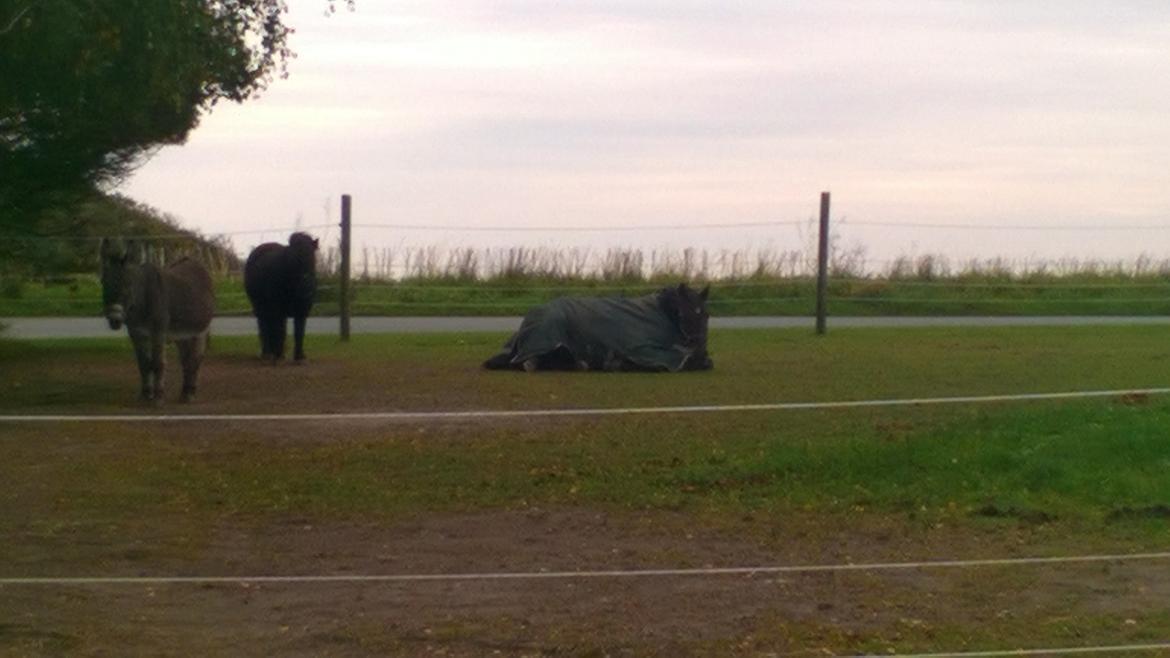 Traver Kalima joy joy. R.I.P - blev lidt træt. billede 12