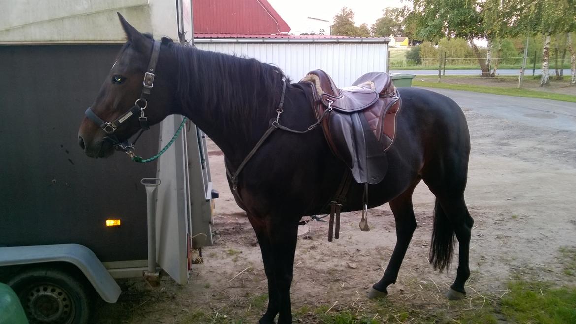 Traver Kalima joy joy. R.I.P - bomløs sadel er lige sagen. billede 11